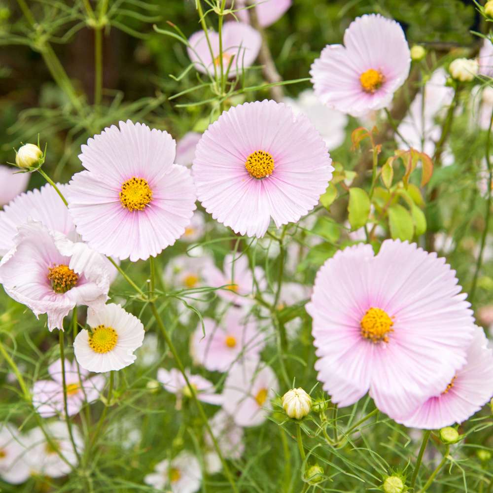 Cosmos 'Cupcakes Blush' (frø)